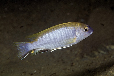 Gephyrochromis lawsi 'Chiwindi'